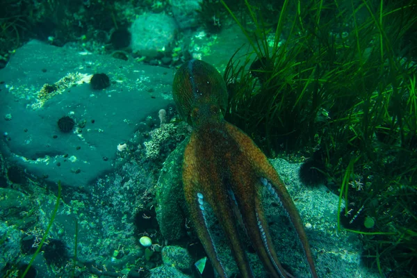 Diving and underwater photography, octopus under water in its natural habitat. — Stock Photo, Image