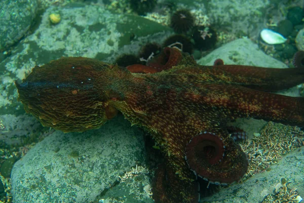 Immersioni e fotografia subacquea, polpo sott'acqua nel suo habitat naturale . — Foto Stock