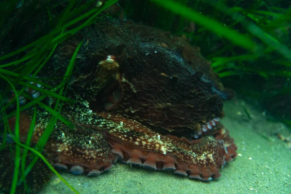 Immersioni e fotografia subacquea, polpo sott'acqua nel suo habitat naturale . — Foto Stock