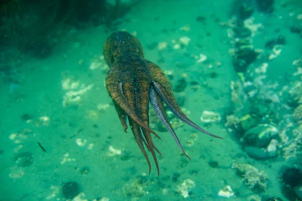 Дайвинг и подводная фотография, осьминог под водой в естественной среде обитания . Лицензионные Стоковые Фото