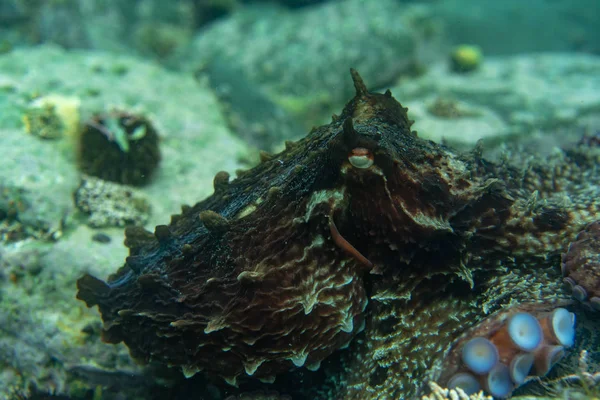 Дайвинг и подводная фотография, осьминог под водой в естественной среде обитания . Стоковое Изображение