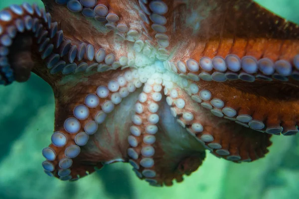 Diving and underwater photography, octopus under water in its natural habitat. Royalty Free Stock Photos