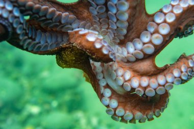 Dalış ve sualtı fotoğrafçılığı, doğal yaşam alanında su altında ahtapot.