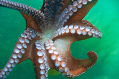 Diving and underwater photography, octopus under water in its natural habitat. clipart