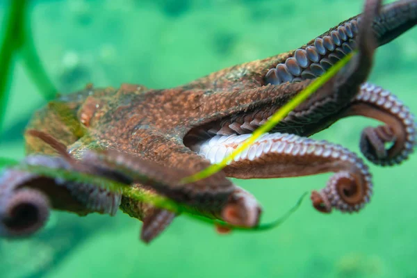 Diving and underwater photography, octopus under water in its natural habitat. — Stock Photo, Image