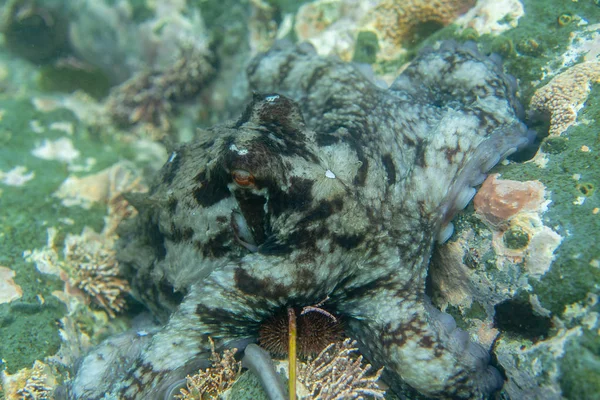 Tauchen und Unterwasserfotografie, Oktopus unter Wasser in seinem natürlichen Lebensraum. — Stockfoto