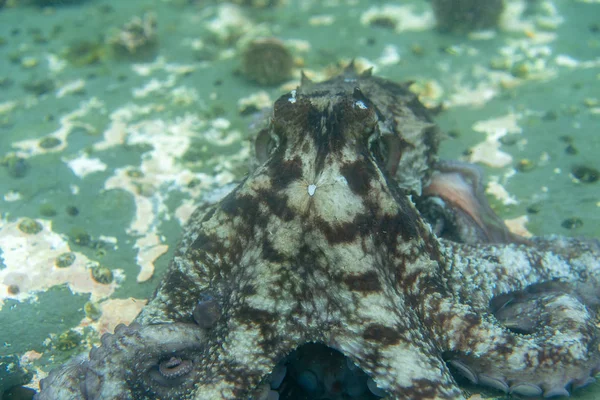 Tauchen und Unterwasserfotografie, Oktopus unter Wasser in seinem natürlichen Lebensraum. — Stockfoto