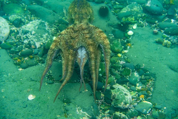 Diving and underwater photography, octopus under water in its natural habitat. — Stock Photo, Image