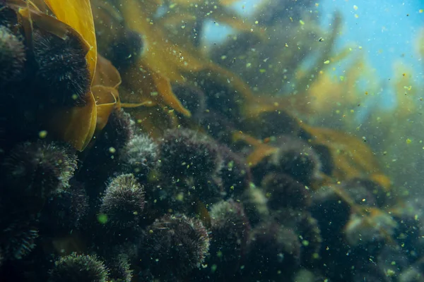 Duiken en onderwater fotografie, octopus onder water in zijn natuurlijke habitat. — Stockfoto