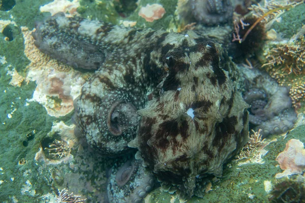 Duiken en onderwater fotografie, octopus onder water in zijn natuurlijke habitat. — Stockfoto