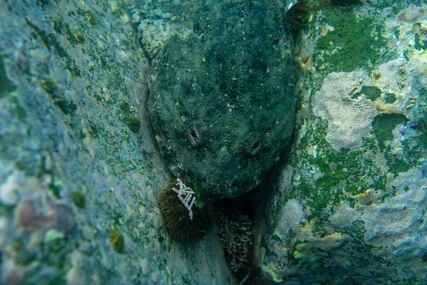 Potápění a podvodní fotografie, chobotnice pod vodou v přirozeném prostředí. — Stock fotografie
