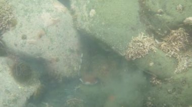 Dalış ve sualtı fotoğrafçılığı, doğal yaşam alanında su altında ahtapot.