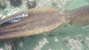 Dalış ve sualtı fotoğrafçılığı, doğal yaşam alanında su altında ahtapot.