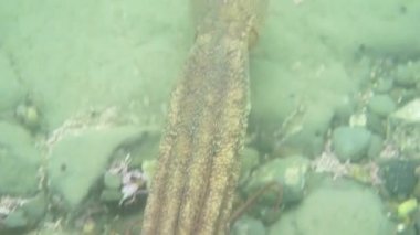 Dalış ve sualtı fotoğrafçılığı, doğal yaşam alanında su altında ahtapot.