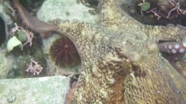 Dalış ve sualtı fotoğrafçılığı, doğal yaşam alanında su altında ahtapot.