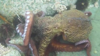 Dalış ve sualtı fotoğrafçılığı, doğal yaşam alanında su altında ahtapot.