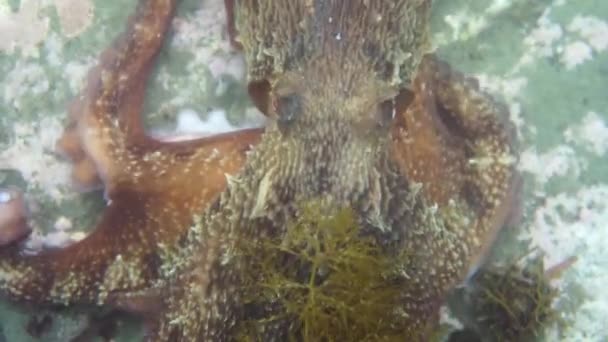Plongée et photographie sous-marine, pieuvre sous-marine dans son habitat naturel .