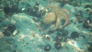 Dalış ve sualtı fotoğrafçılığı, doğal yaşam alanında su altında ahtapot.