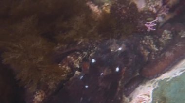 Dalış ve sualtı fotoğrafçılığı, doğal yaşam alanında su altında ahtapot.