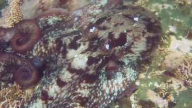 Dalış ve sualtı fotoğrafçılığı, doğal yaşam alanında su altında ahtapot.