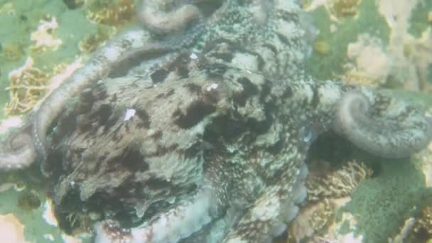Plongée et photographie sous-marine, pieuvre sous-marine dans son habitat naturel .