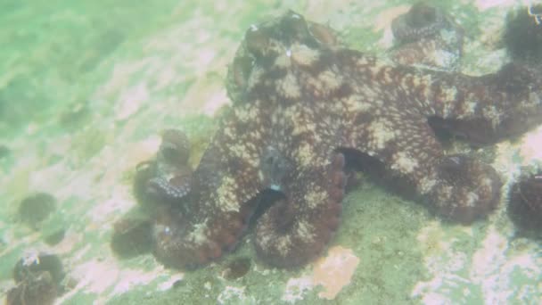 Plongée et photographie sous-marine, pieuvre sous-marine dans son habitat naturel .