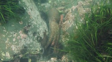 Dalış ve sualtı fotoğrafçılığı, doğal yaşam alanında su altında ahtapot.