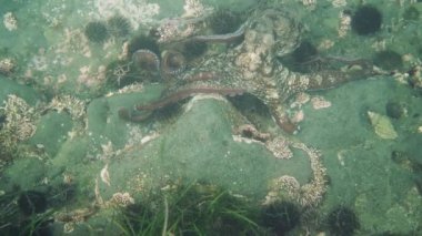 Dalış ve sualtı fotoğrafçılığı, doğal yaşam alanında su altında ahtapot.