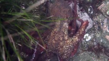 Dalış ve sualtı fotoğrafçılığı, doğal yaşam alanında su altında ahtapot.