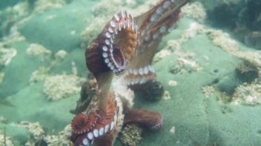 Dalış ve sualtı fotoğrafçılığı, doğal yaşam alanında su altında ahtapot.