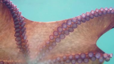 Dalış ve sualtı fotoğrafçılığı, doğal yaşam alanında su altında ahtapot.