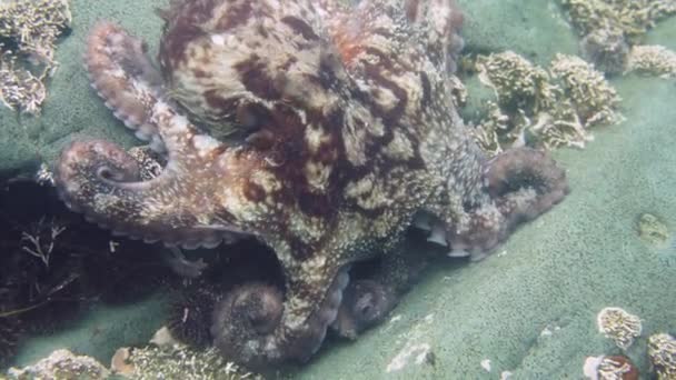 Plongée et photographie sous-marine, pieuvre sous-marine dans son habitat naturel .