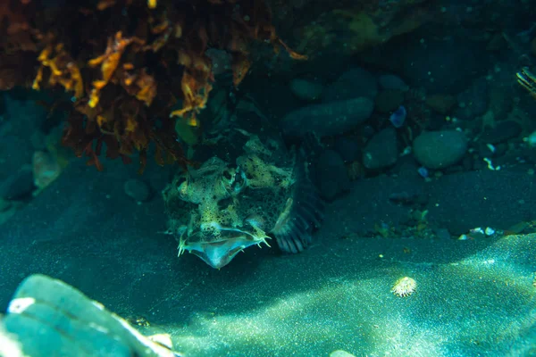 Diving and underwater photography, octopus under water in its natural habitat. — Stock Photo, Image