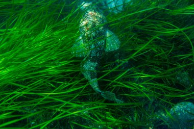 Dalış ve sualtı fotoğrafçılığı, doğal yaşam alanında su altında ahtapot.
