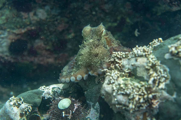 Buceo y fotografía submarina, pulpo bajo el agua en su hábitat natural . — Foto de Stock