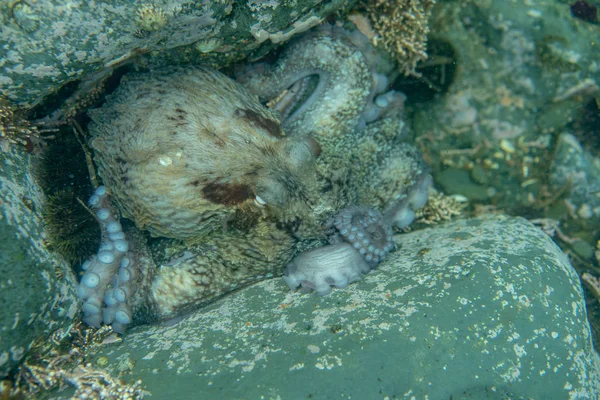 Дайвинг и подводная фотография, осьминог под водой в естественной среде обитания . — стоковое фото