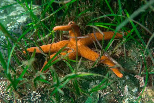 Diving and underwater photography, octopus under water in its natural habitat. — Stock Photo, Image