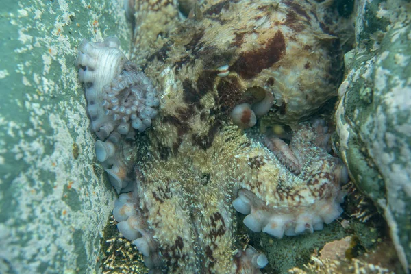 Immersioni e fotografia subacquea, polpo sott'acqua nel suo habitat naturale . — Foto Stock