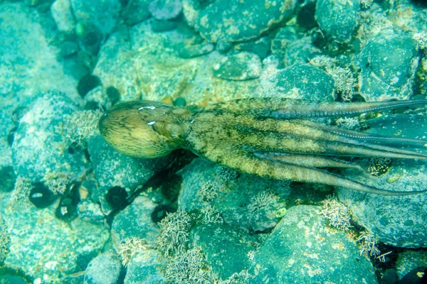 Mergulho e fotografia subaquática, polvo debaixo de água no seu habitat natural . — Fotografia de Stock