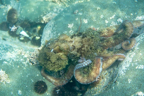 Dykning och undervattensfotografering, bläckfisk under vatten i dess naturliga livsmiljö. — Stockfoto
