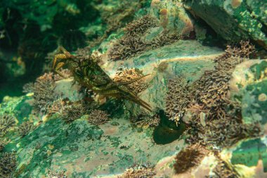 Dalış ve sualtı fotoğrafçılığı, doğal yaşam alanında su altında ahtapot.