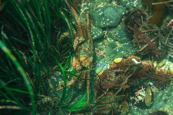 Buceo y fotografía submarina, pulpo bajo el agua en su hábitat natural . — Foto de Stock