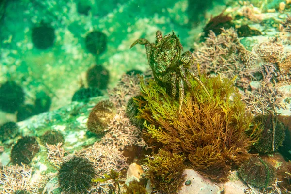 ダイビングと水中写真、自然の生息地で水中タコ. — ストック写真