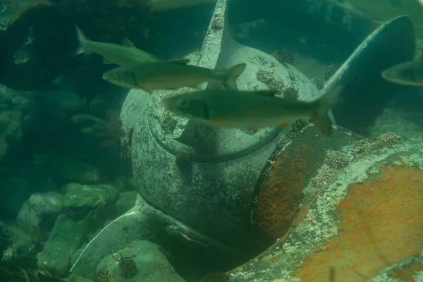 Diving and underwater photography, the ship underwater sunken lies on the ocean floor. — Stock Photo, Image