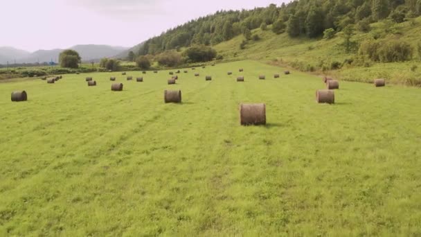 Eine Drohne fliegt an einem Sommertag über ein Feld mit grünem Gras und trockenem, gedrehtem Heu. — Stockvideo