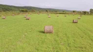 Bir yaz gününde yeşil çimenler ve kuru bükülmüş saman ile bir tarla üzerinde uçan bir drone.