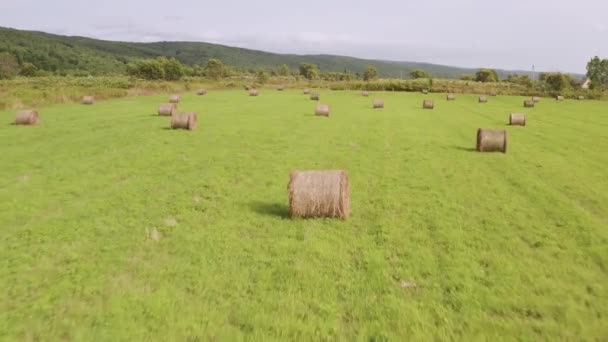 En drönare som flyger över ett fält med grönt gräs och torrt vridet hö på en sommardag. — Stockvideo