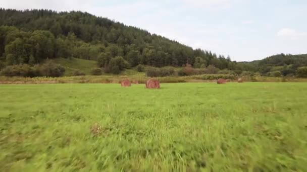 En drönare som flyger över ett fält med grönt gräs och torrt vridet hö på en sommardag. — Stockvideo