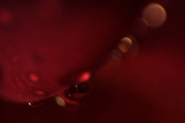 petal, gül, narin gül arka plan, soyutlama, arka plan, çiy çiçek, Ross kırmızı zemin üzerine damla gül,