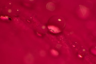 Gül yaprakları üzerinde çiy damlaları